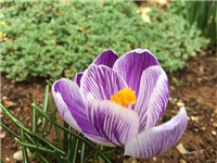 d021f624-20170302 RI Crocus 2.jpg
